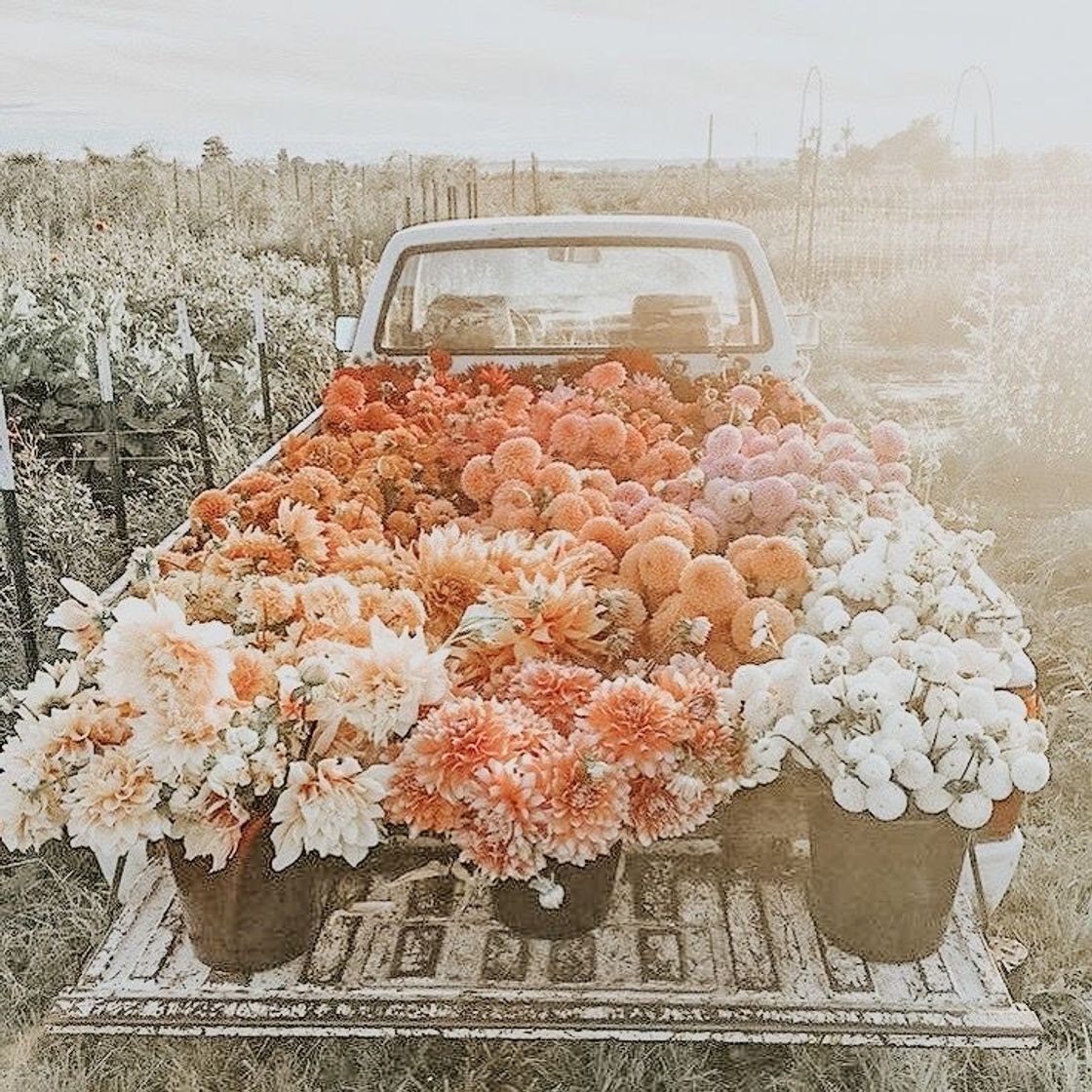 Social Papel de parede ✨