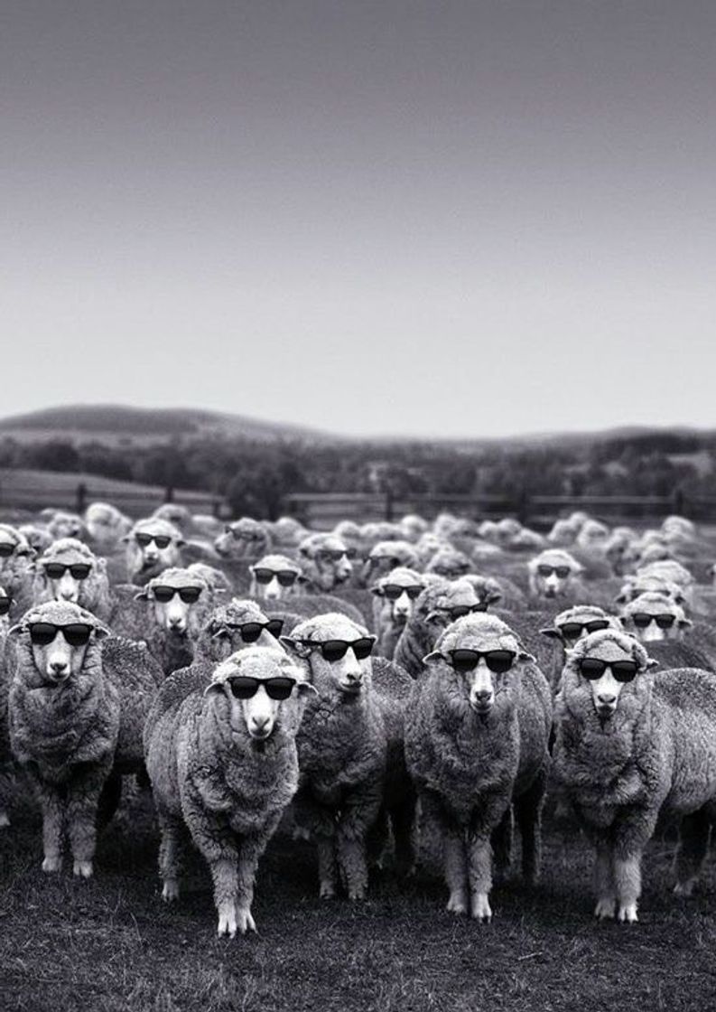 Fashion Sheep with sunglasses 🕶 