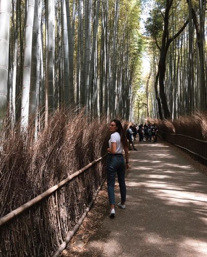 Arashiyama Bamboo Forest