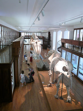 Lugar Muséum d'Histoire Naturelle