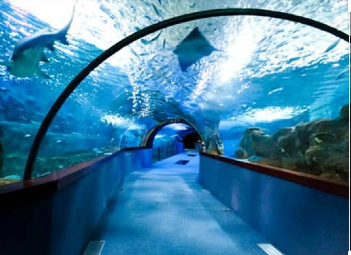 Lugar Aquarium