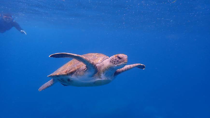 Lugar Buceo en Tenerife /Club de buceo Rincon de Arona / snorkeling en tenerife / bautizos