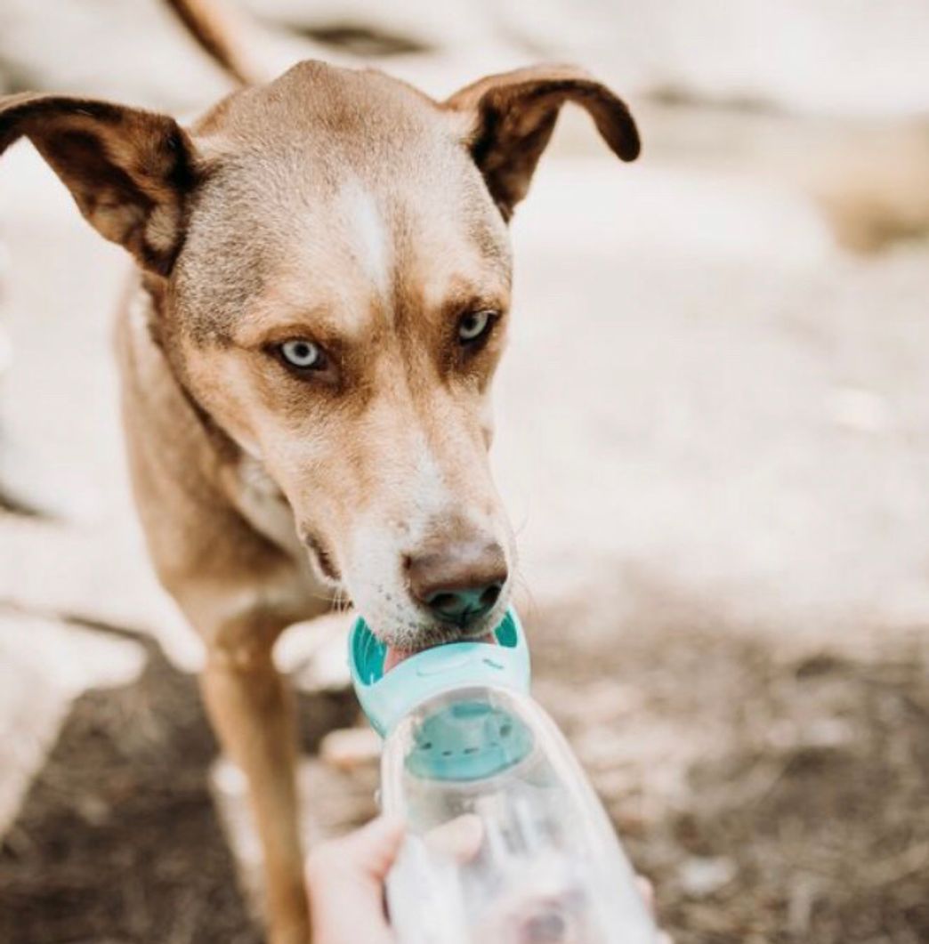 Moda Garrafa de água potável 🚰 para seu dog 🐶 