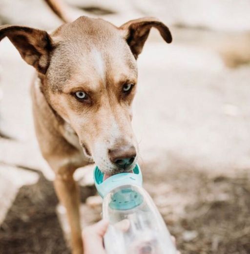 Garrafa de água potável 🚰 para seu dog 🐶 