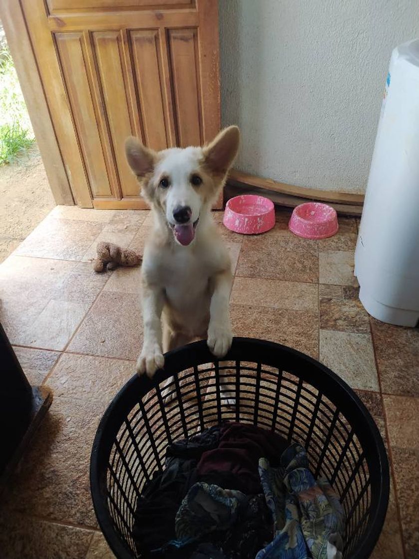 Product Yo amo mi Border Collie Pastor Australiano Camiseta