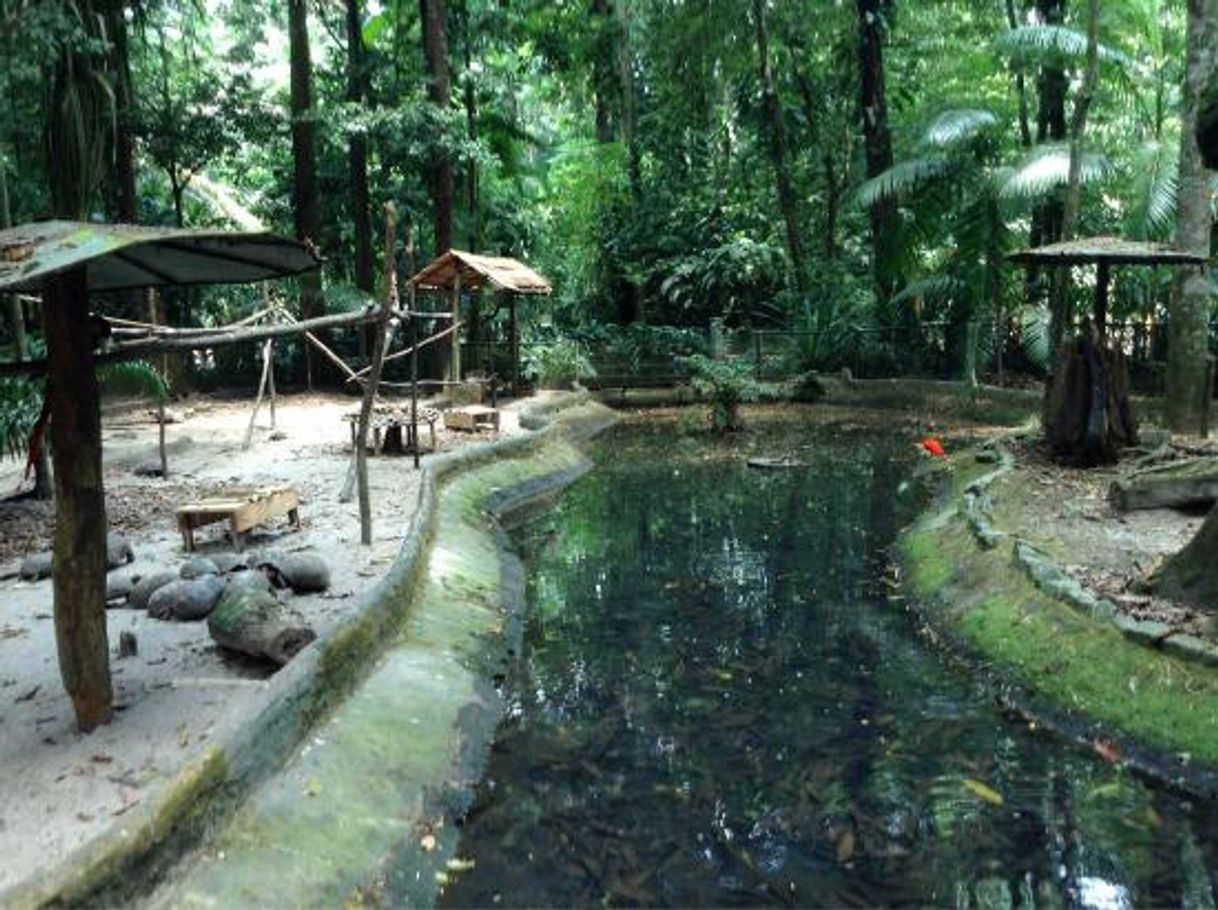 Lugar Bosque Rodrigues Alves Jardim Zoobotânico da Amazônia