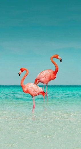 Flamingos 💕