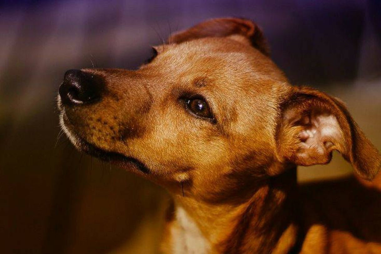Social Vira-Lata🐕