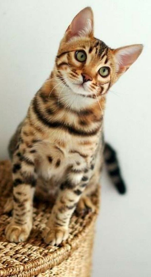 Moda Gatos bengal lindos 😍🐆