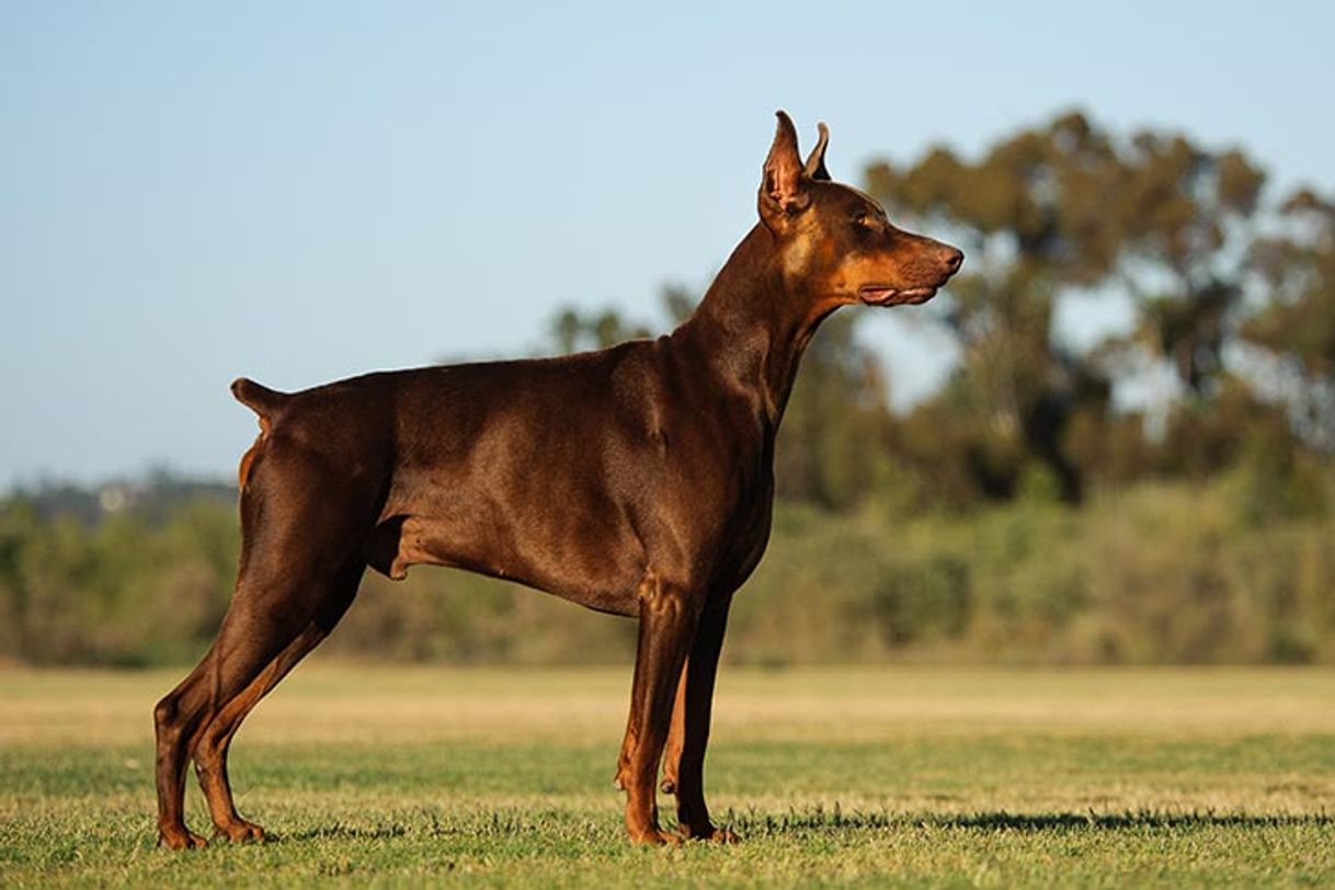 Moda Doberman 