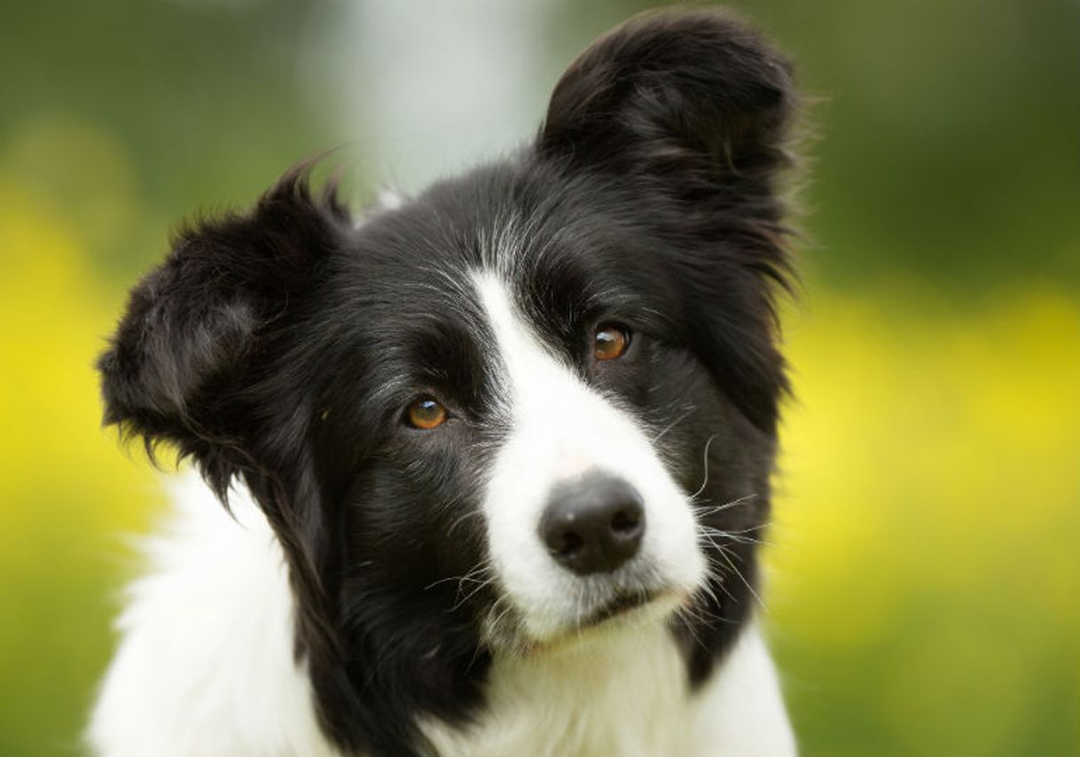 Moda Border Collie