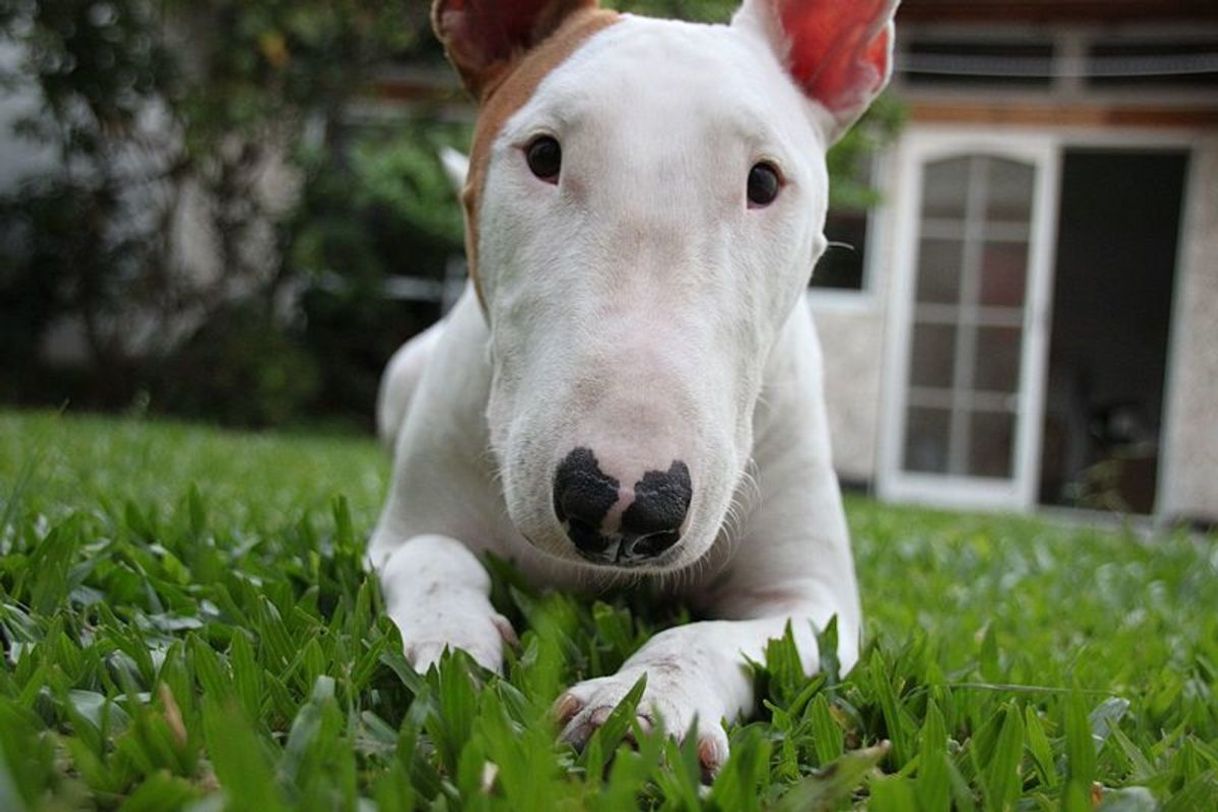 Moda Bull terrier