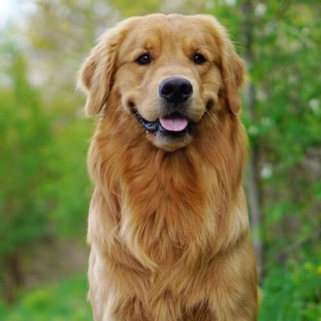 Moda Golden Retriever 