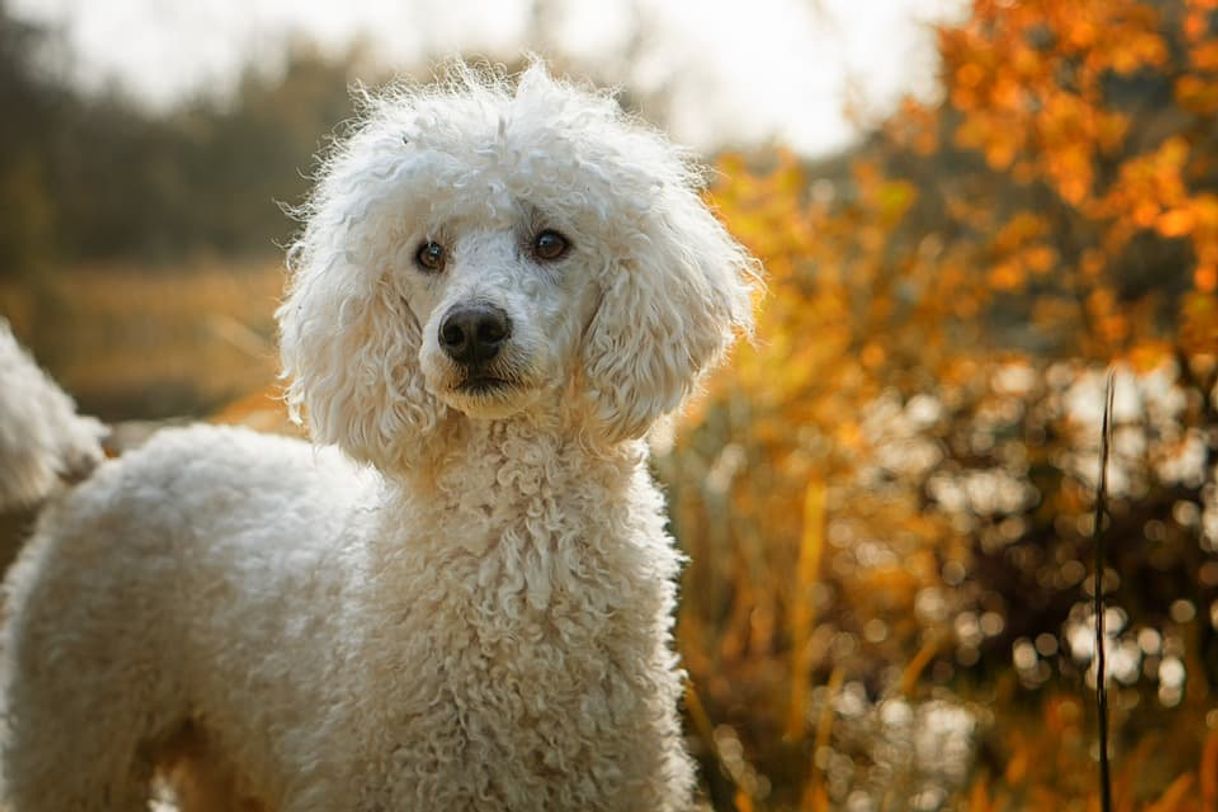 Fashion Cão poodle