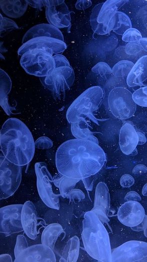 jellyfish 