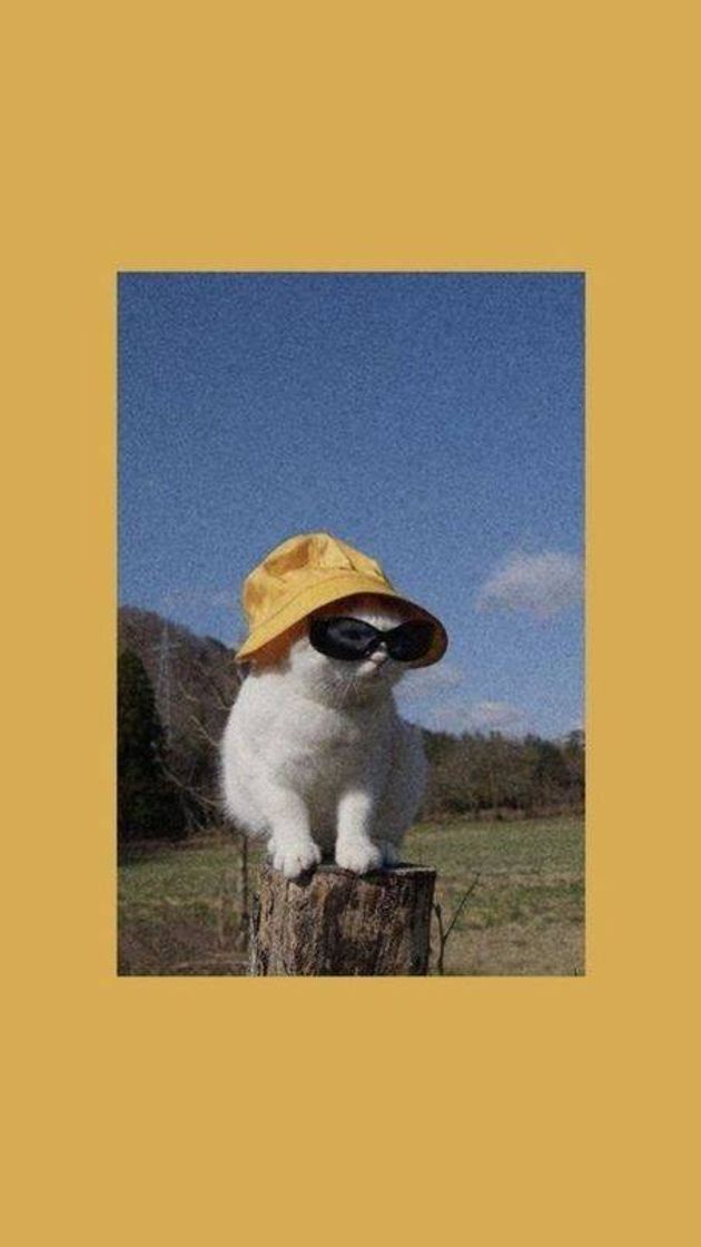 Social Cat😸