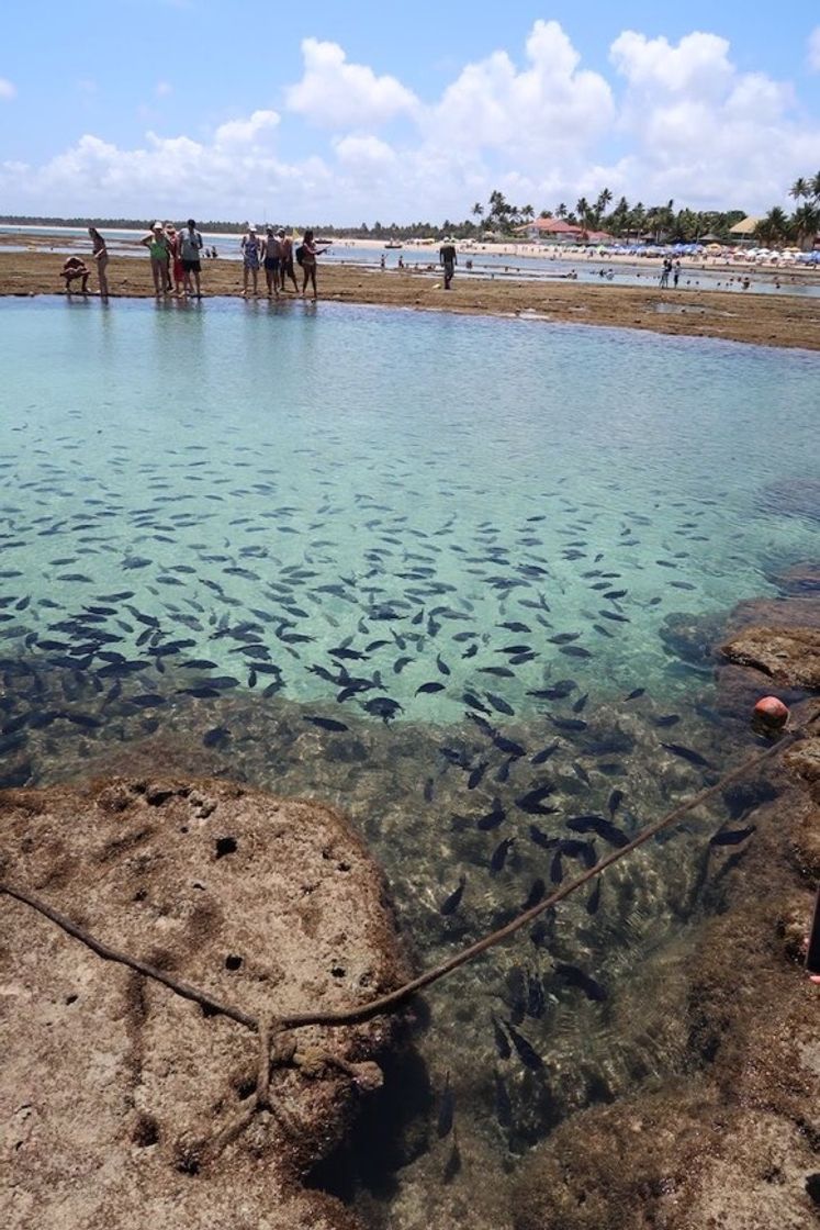 Social Piscinas naturais de Porto de Galinhas – PE