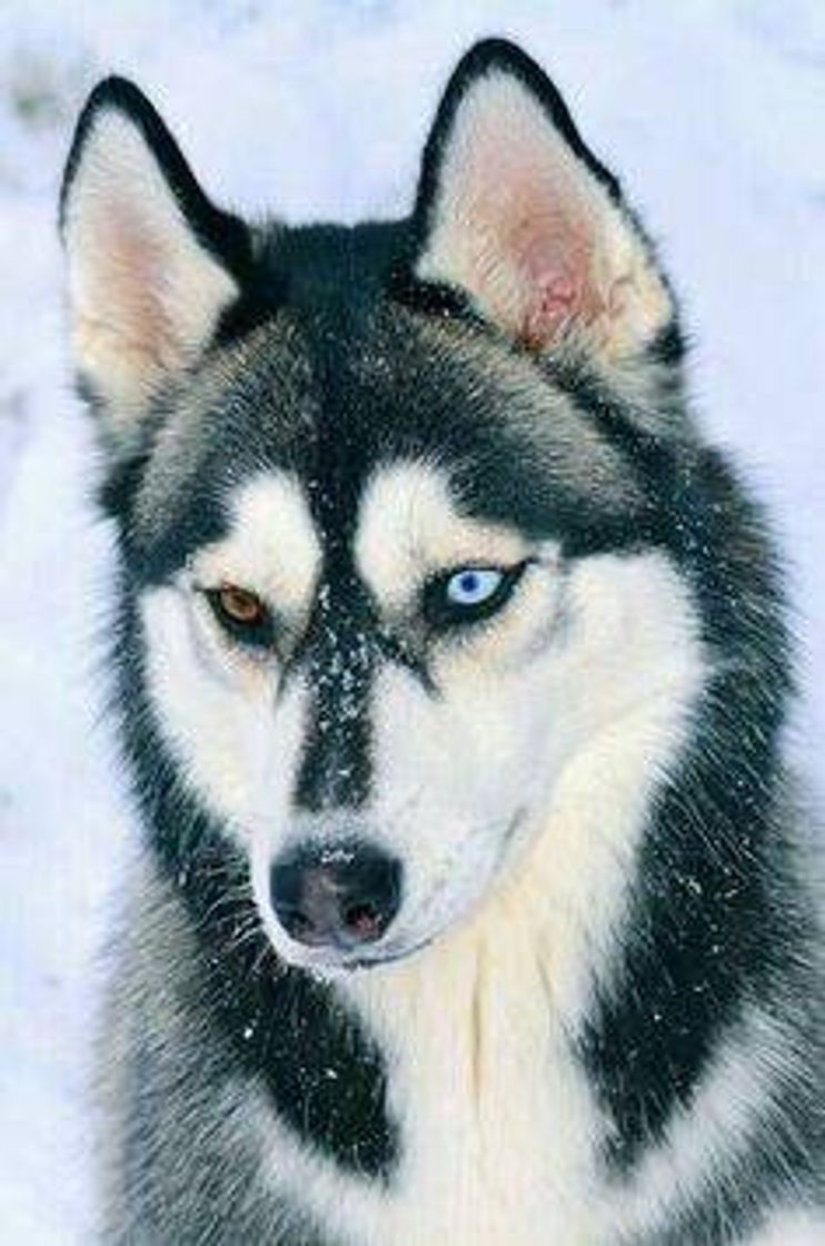 Moda Husky siberiano 