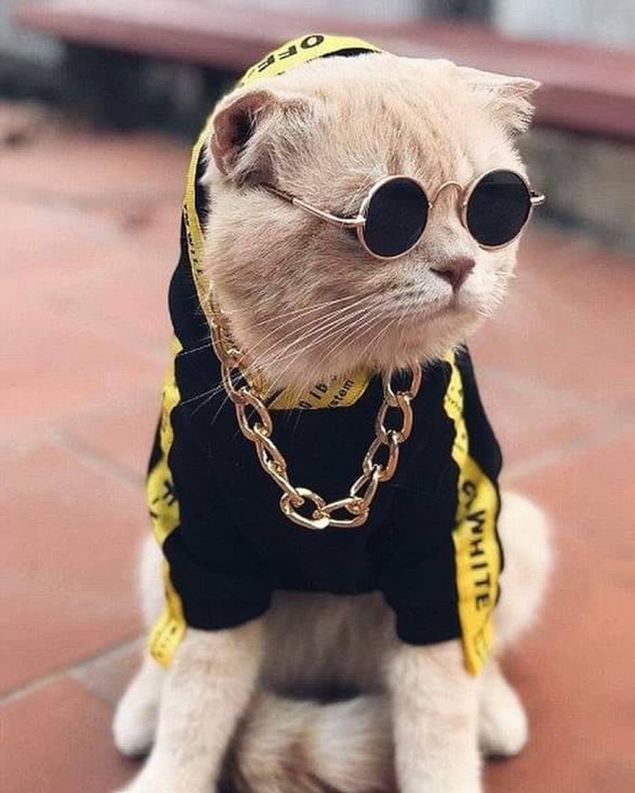 Fashion Gato 