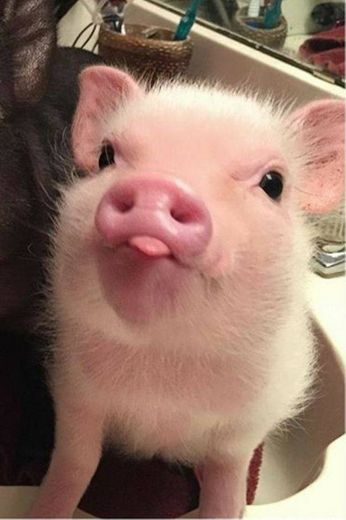 🐷