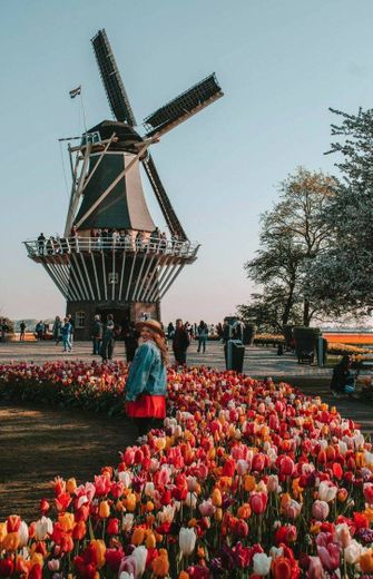 Keukenhof, Holanda 🇳🇱