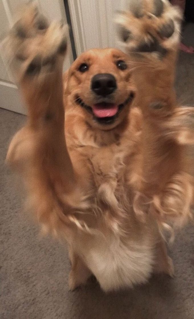 dog
