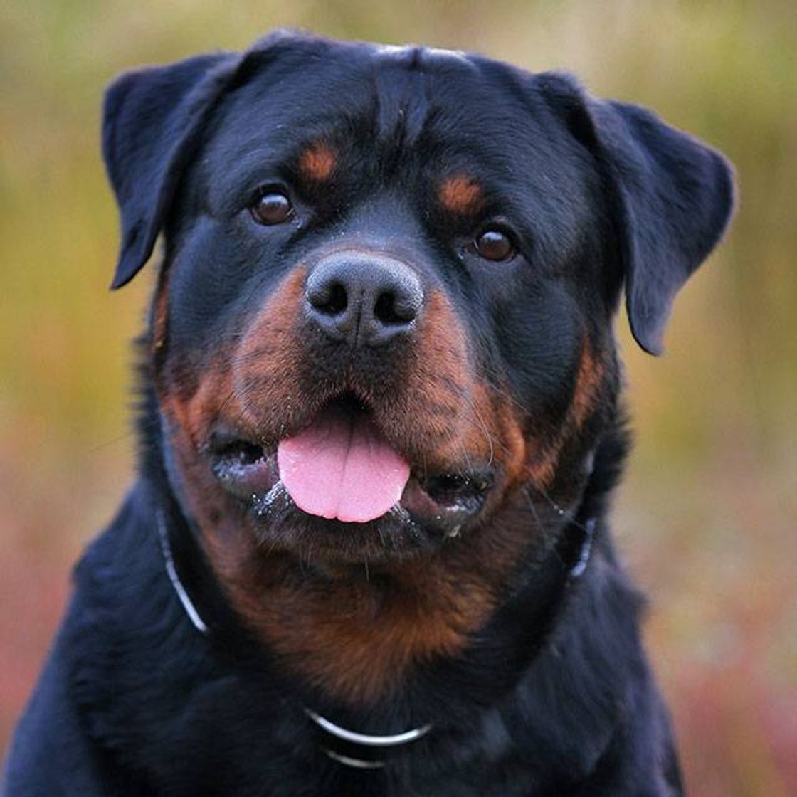 Moda Rottweiler