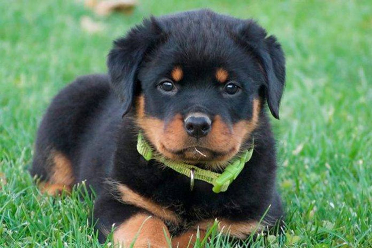 Fashion Rottweiler 