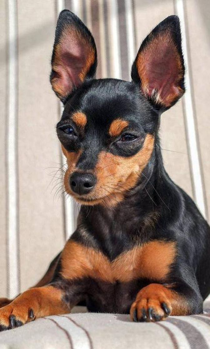 Moda Miniature Pinscher