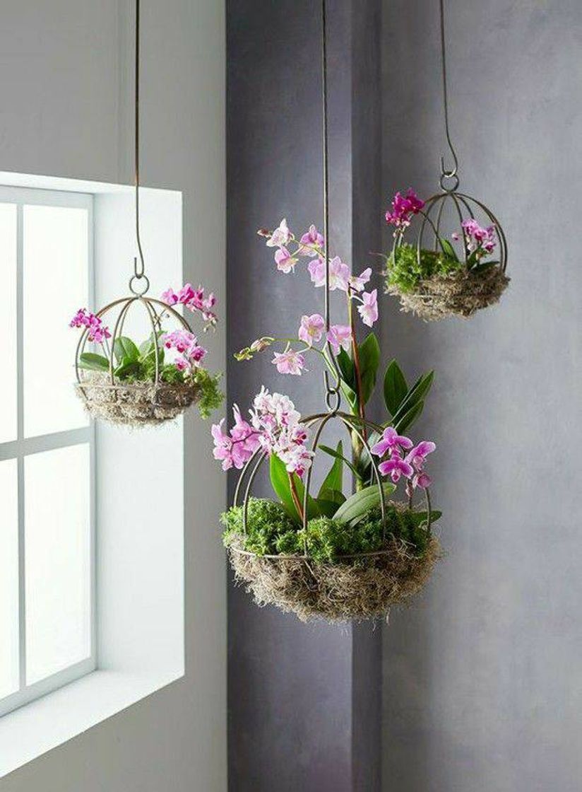 Fashion Decoração orquídeas 🌱✨