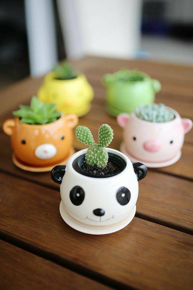 Fashion Mini cactos🌵✨