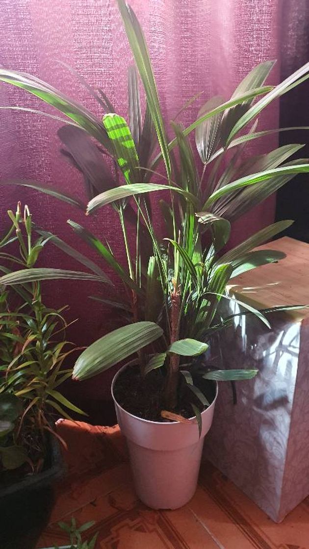 Product Plantas em casa