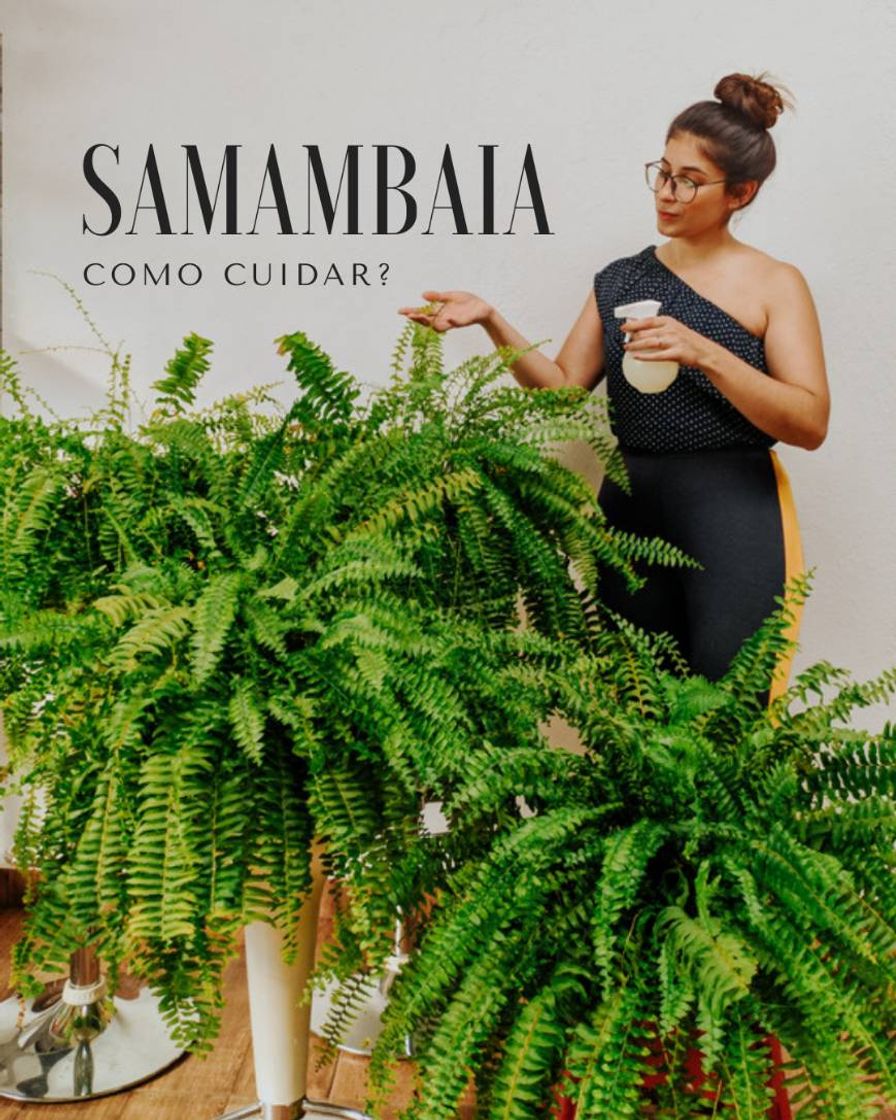 Fashion Cuidados com Samambaias