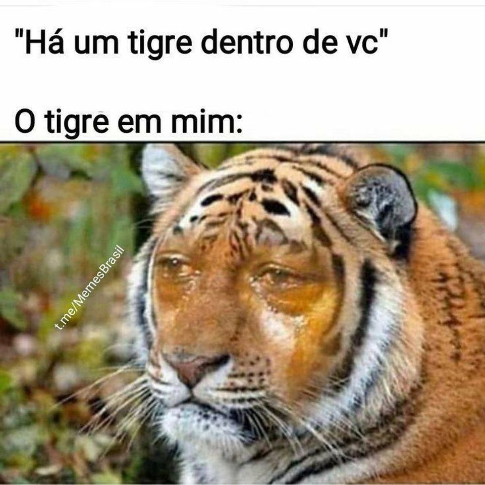 Fashion A um tigre dentro de cada um de nós 