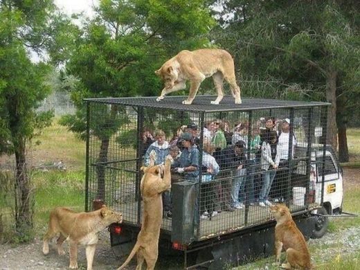 Zoológico ‘prende’ visitantes enquanto leões circulam