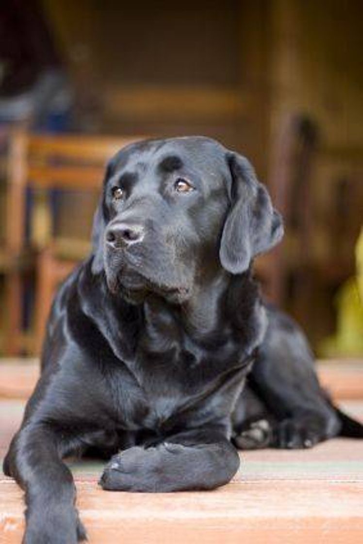 Fashion Labrador 