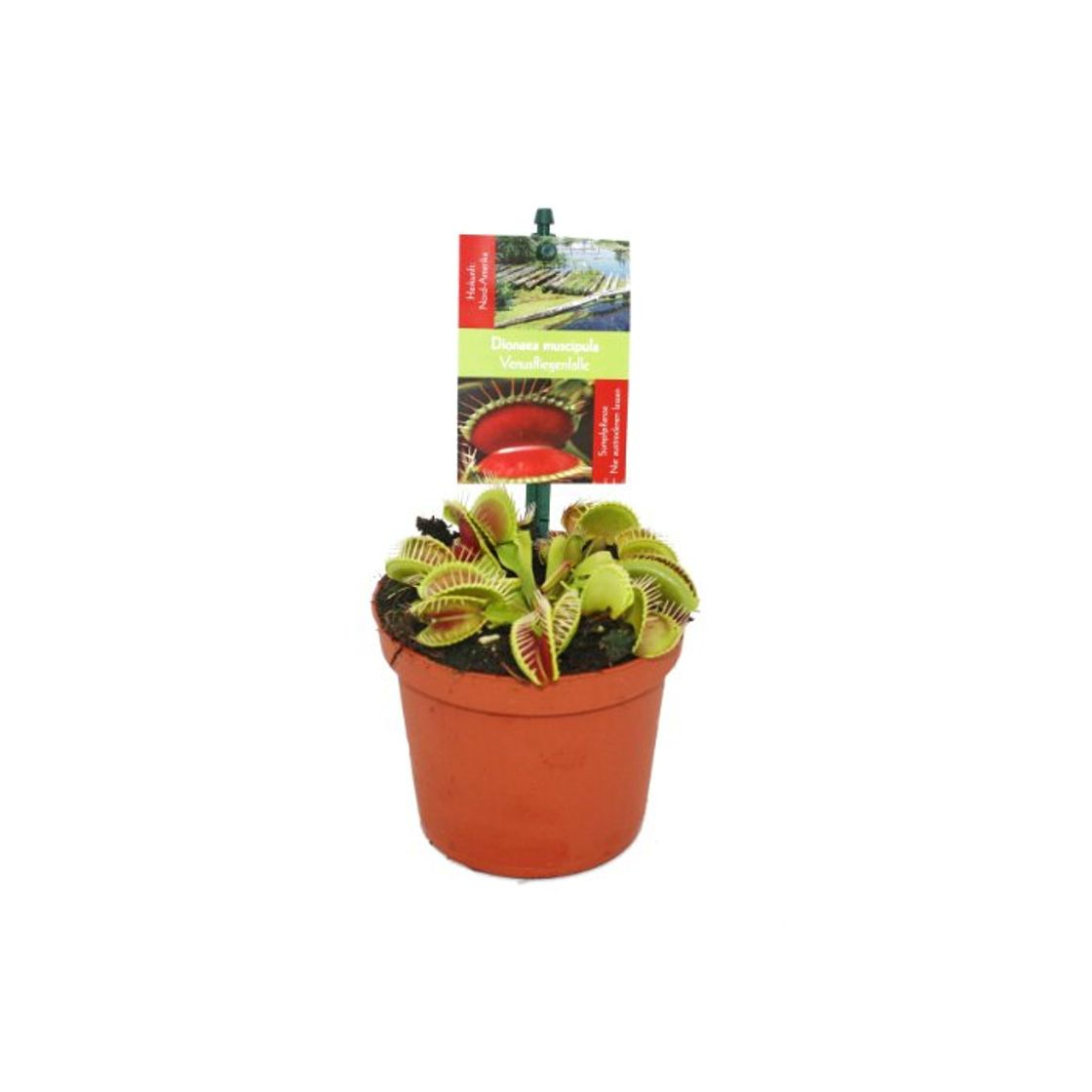 Elemento de la categoría hogar Venus Flytrap