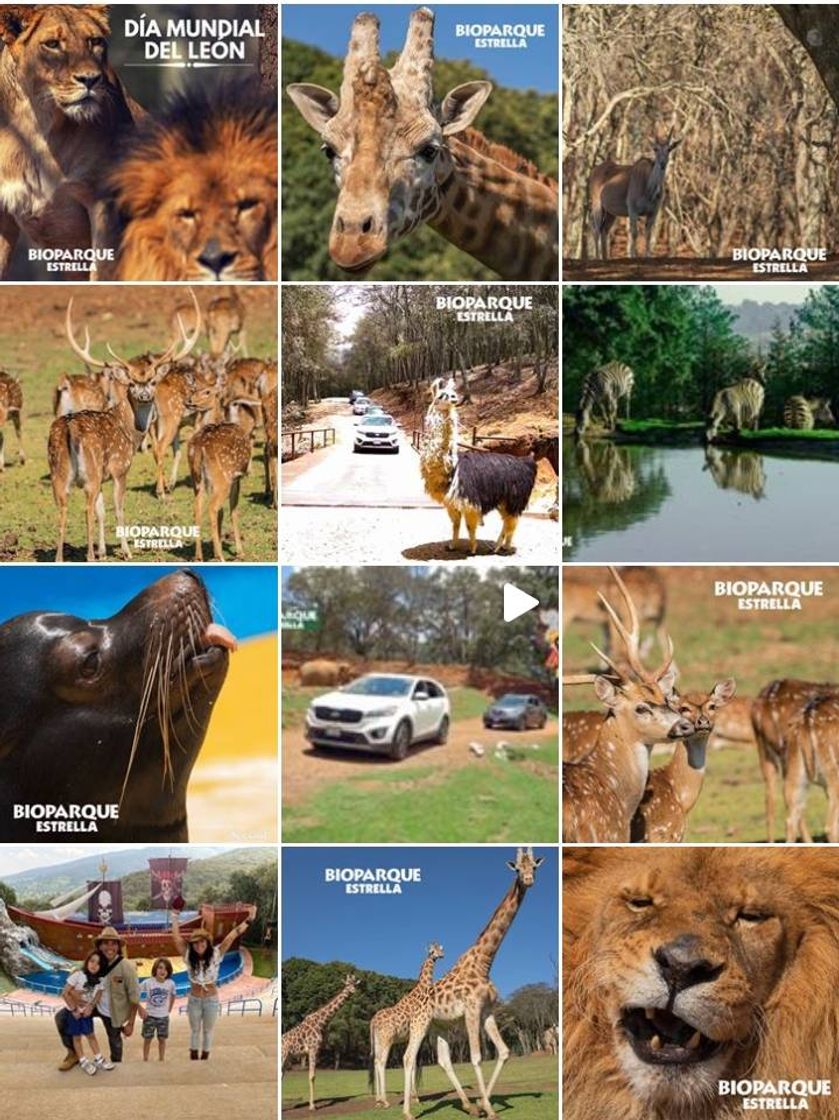 Restaurantes Bioparque Estrella