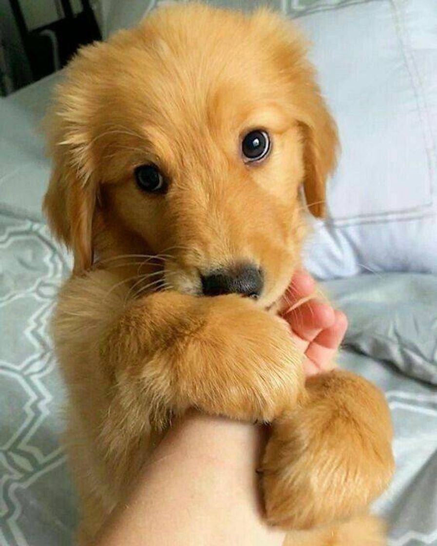 Social Amo 😍
