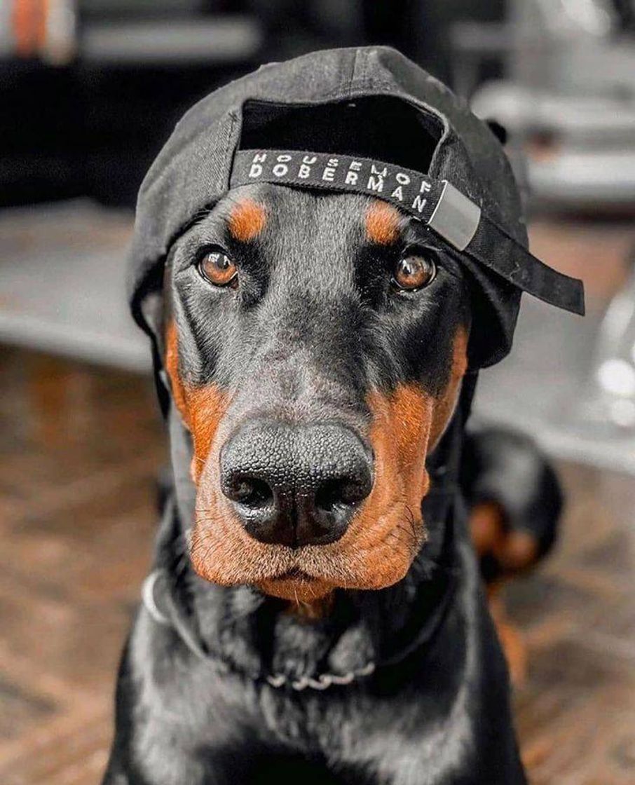 Fashion Dobermann