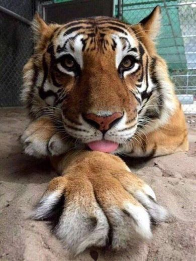 Tigre