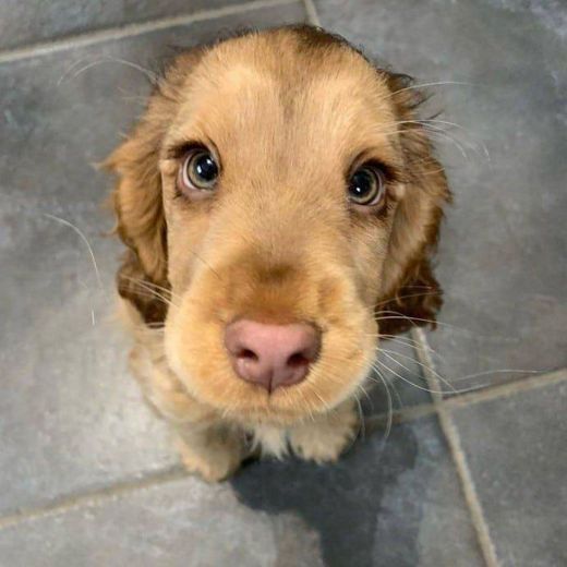 Cocker Spaniel