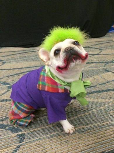 The joker dog 🐶 ♠️♦️