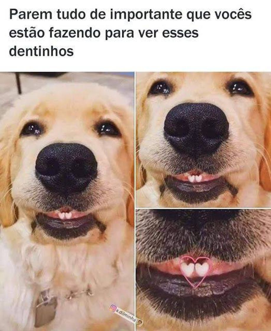 Moda Parem tudo que vocês estão fazendo para ver esses dentes