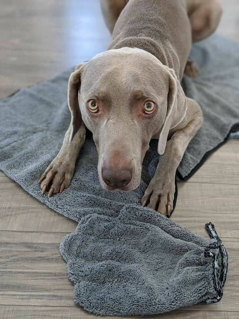 Social Cachorro weimaraner