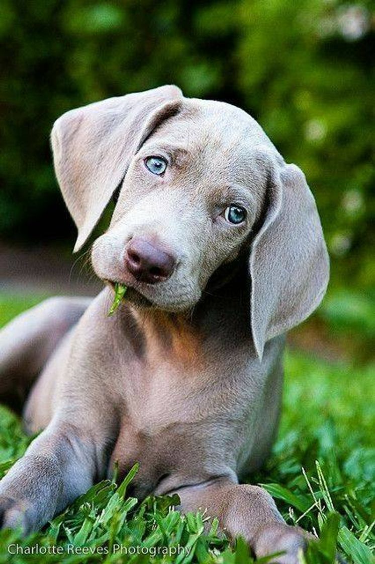 Social Filhote de cachorro weimaraner