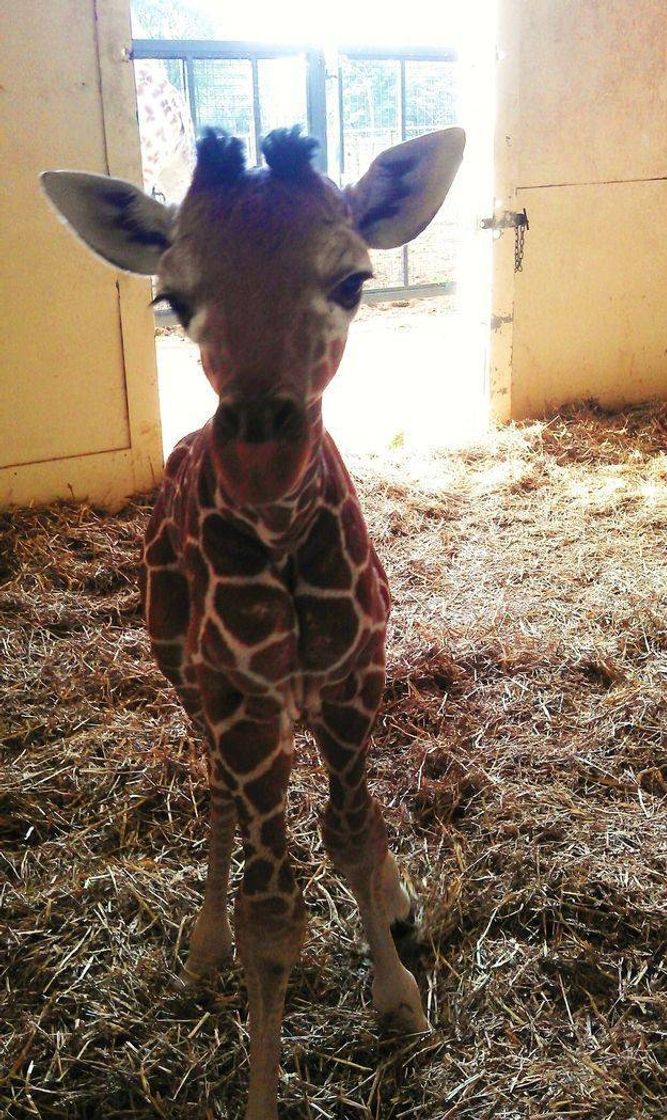 Social Giraffe🦒