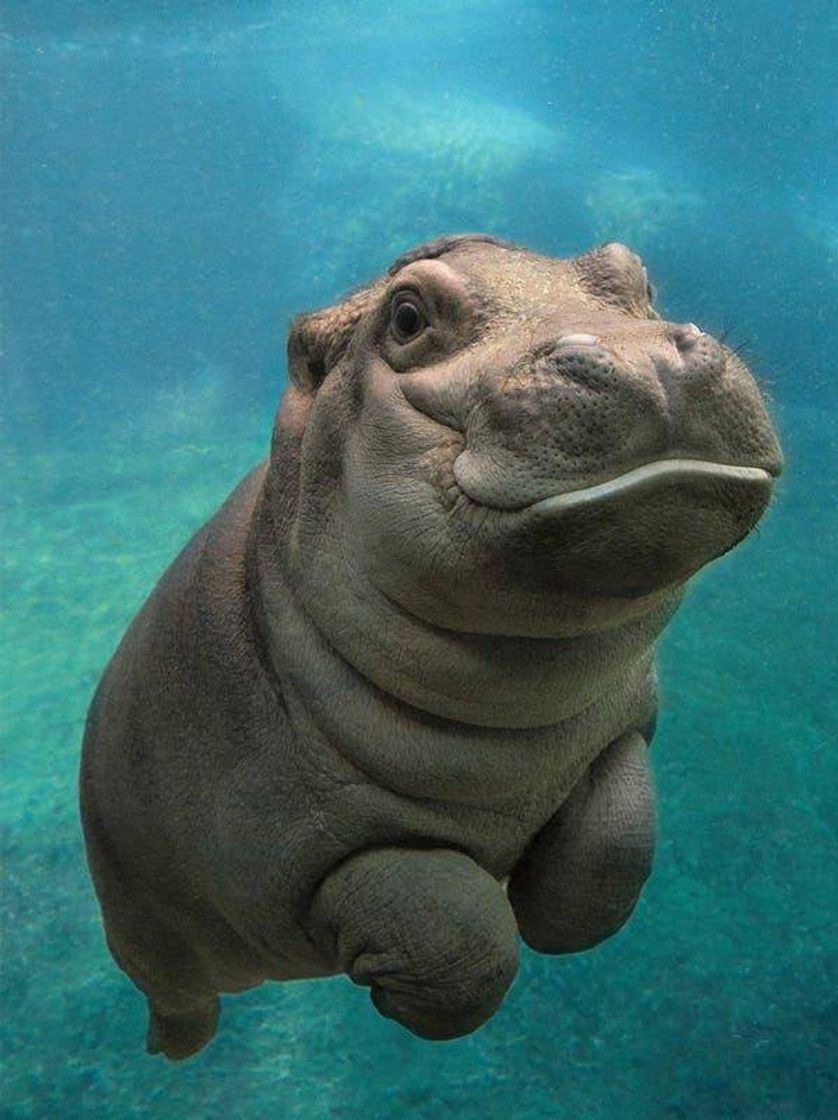 Social Baby Hippos 