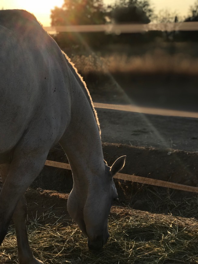 Social Horse - Wikipedia