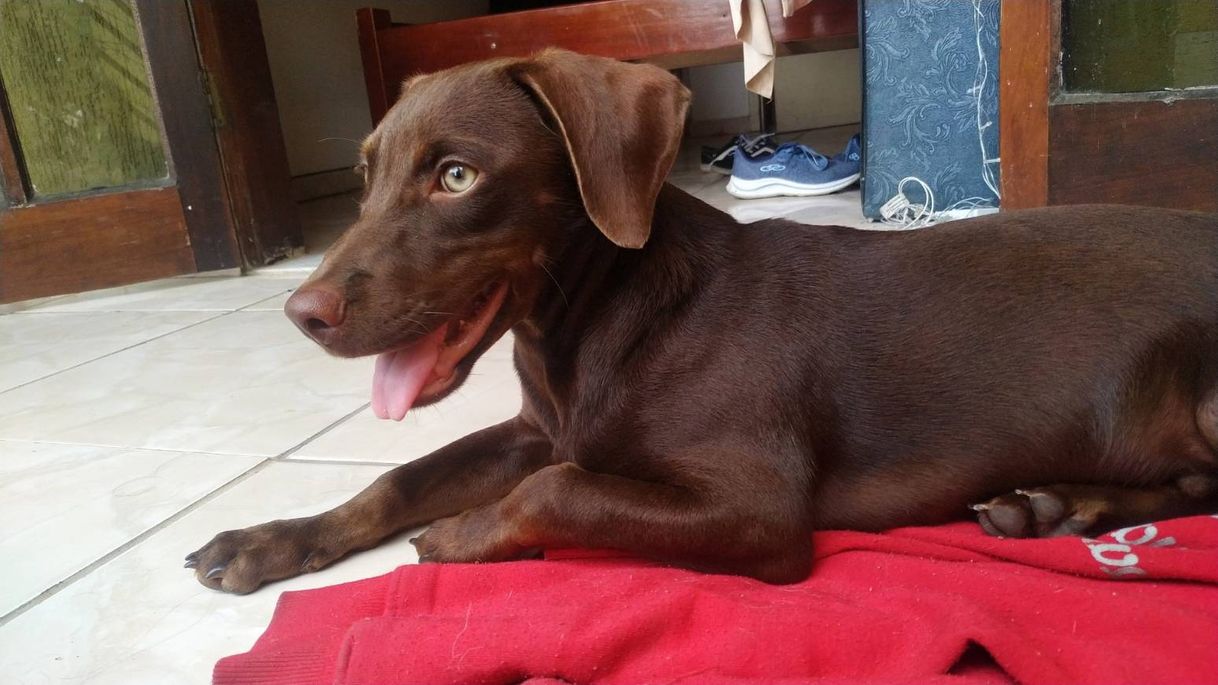 Social Cachorro